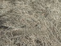 Boma Rhodes Hay - Very Clean and Fresh — Foto 3