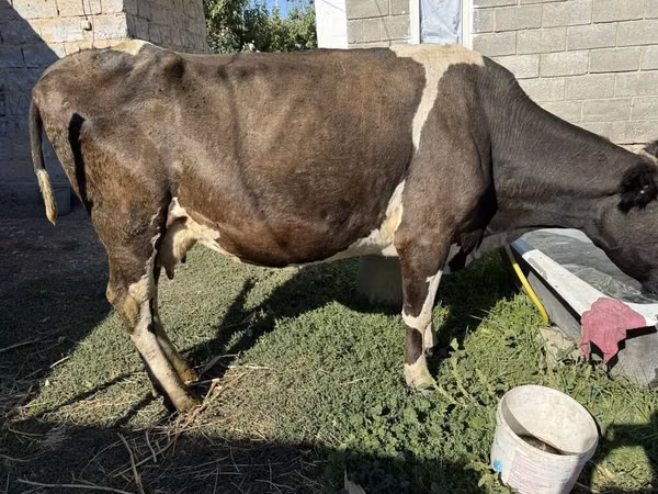 بقرة, Swiss cattle