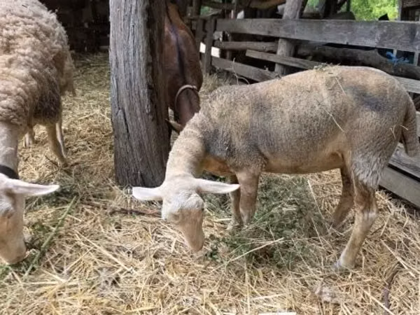 भेड़, Luzein sheep