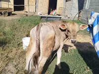 Toro, Swiss cattle — foto 2