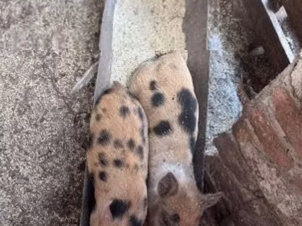 Cerdos (lote, sexo no especificado), Cerdos