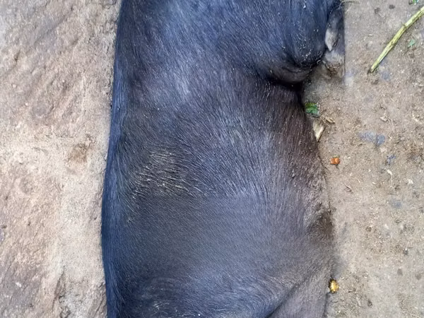 सूअर (लॉट, लिंग निर्दिष्ट नहीं),  — केन्या