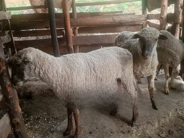 Ram, Sheep
