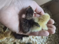 Quails — Foto 2