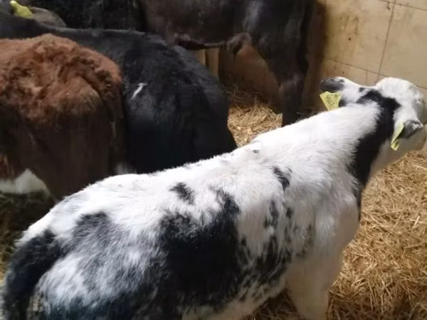 Cattle (batch, sex not specified), Cattle