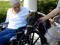 घोड़ी, Miniature horse — फ़ोटो 7