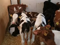 Cattle (batch, sex not specified), Simmental cattle — photo 6