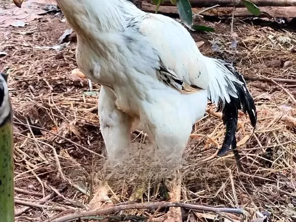 Chickens — Kenia