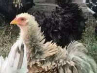 पेकिन बैंटम — फ़ोटो 5