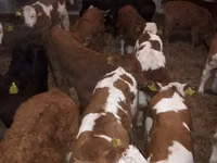 Bull, Simmental cattle — photo 2