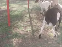 Cabras (lote, sexo no especificado), Cabras — foto 6
