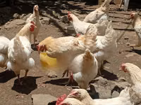 Shamo chickens — photo 3