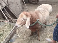 Ram, Sheep — photo 2