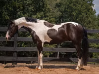 Horse (M), Friesian — photo 5