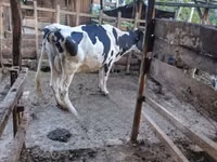 Kuh, Holstein-Rasse — Foto 2