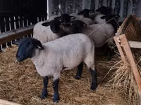 Ovejas (lote, sexo no especificado), White Suffolk sheep — foto 4