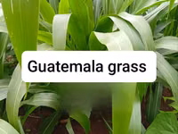Juncao Chinese Magic Grass — Foto 4
