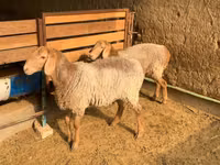 Schaf, Hissar sheep — Foto 2