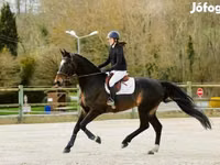 Horse (M), Belgian warmblood horse — photo 4