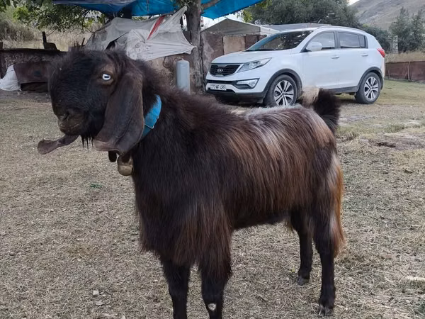 公山羊, Goats