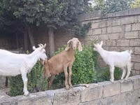 Cabro, Cabras — foto 3