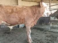 公牛, Cattle — 照片 2