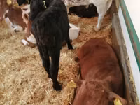 Cattle (batch, sex not specified), Simmental cattle — photo 8