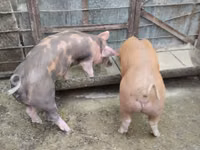 Sow, Pigs — photo 2