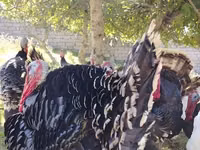 برونز — الصورة 7