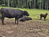 सांड, हेरफोर्ड — फ़ोटो 4