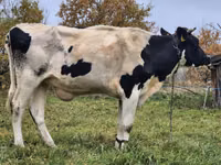 بقرة, Russian Black pied cattle — الصورة 1