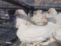 Chickens — photo 2