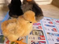 Chickens — photo 5