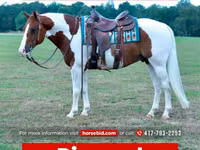 Horse (M), Quarter Horse — photo 1