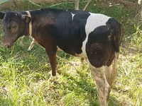Toro, Ganado vacuno — foto 2
