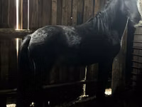 Caballo, Caballos — foto 5