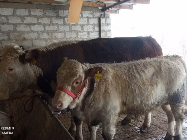 Cow, Cattle