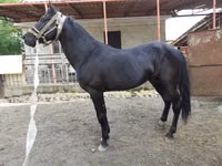 Horse (M), Budyonny horse — photo 4
