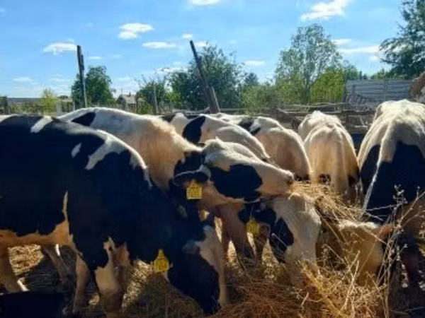 Toro, Russian Black pied cattle