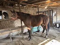 Caballo, Manipuri pony — foto 3