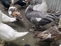 Domestic Muscovy — photo 8