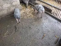 Boar — photo 2