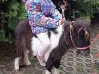 Hengst, Falabella — Foto 1