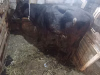 Vaca, Simmental cattle — foto 5