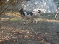 Goat, Goats — photo 1