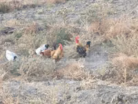 Chickens — 照片 3