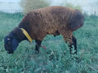 Ram, Qashqai sheep — photo 1