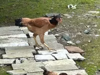 Chickens — photo 3