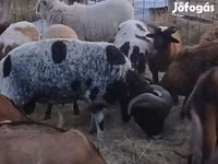 كبش, Jacob's sheep — الصورة 2