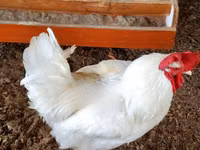 Gallinas Shamo — foto 1